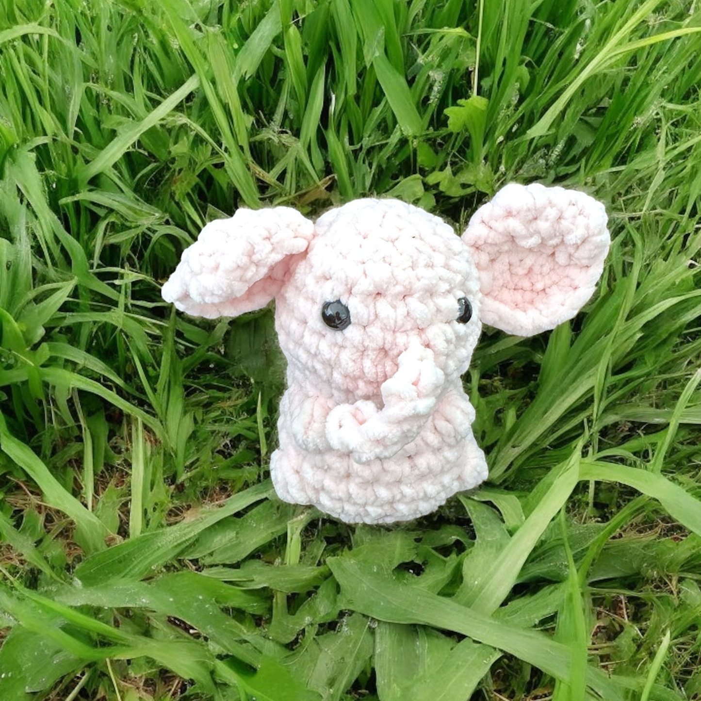Petits animaux