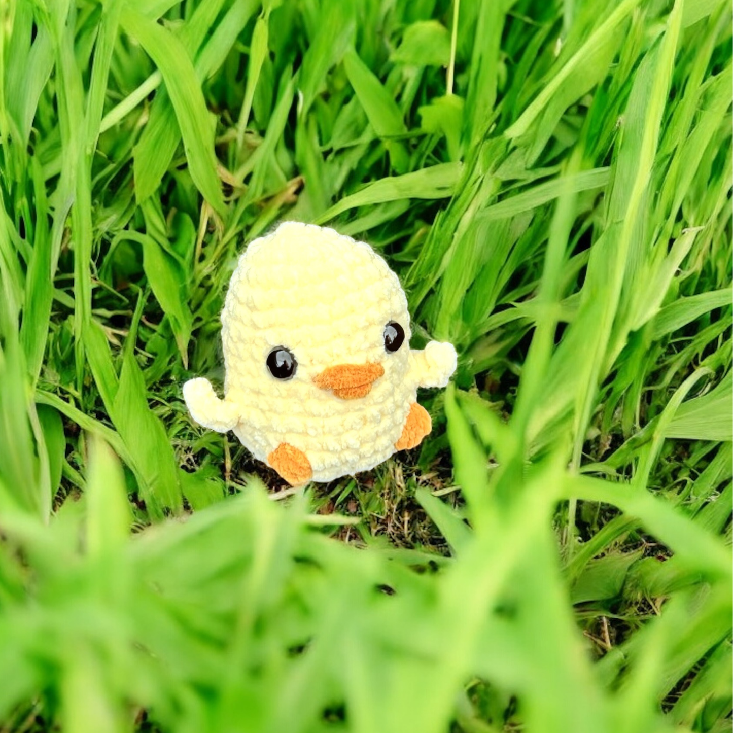 Petits animaux