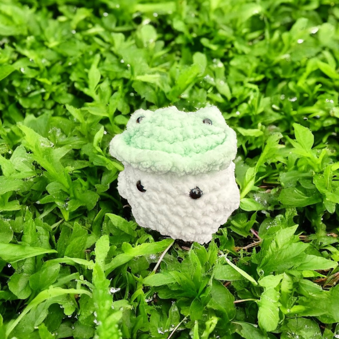 Petit champignon
